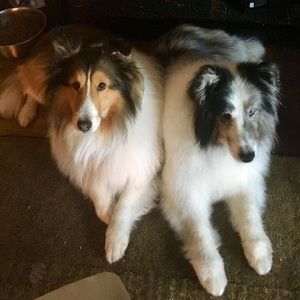 Meet your Posher, Robin